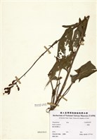 藏品(酸模)的圖片